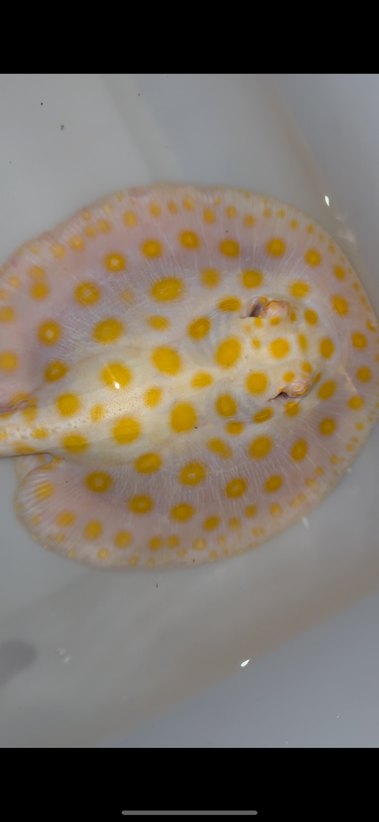 Freshwater stingray black diamond hybrid male 7inch