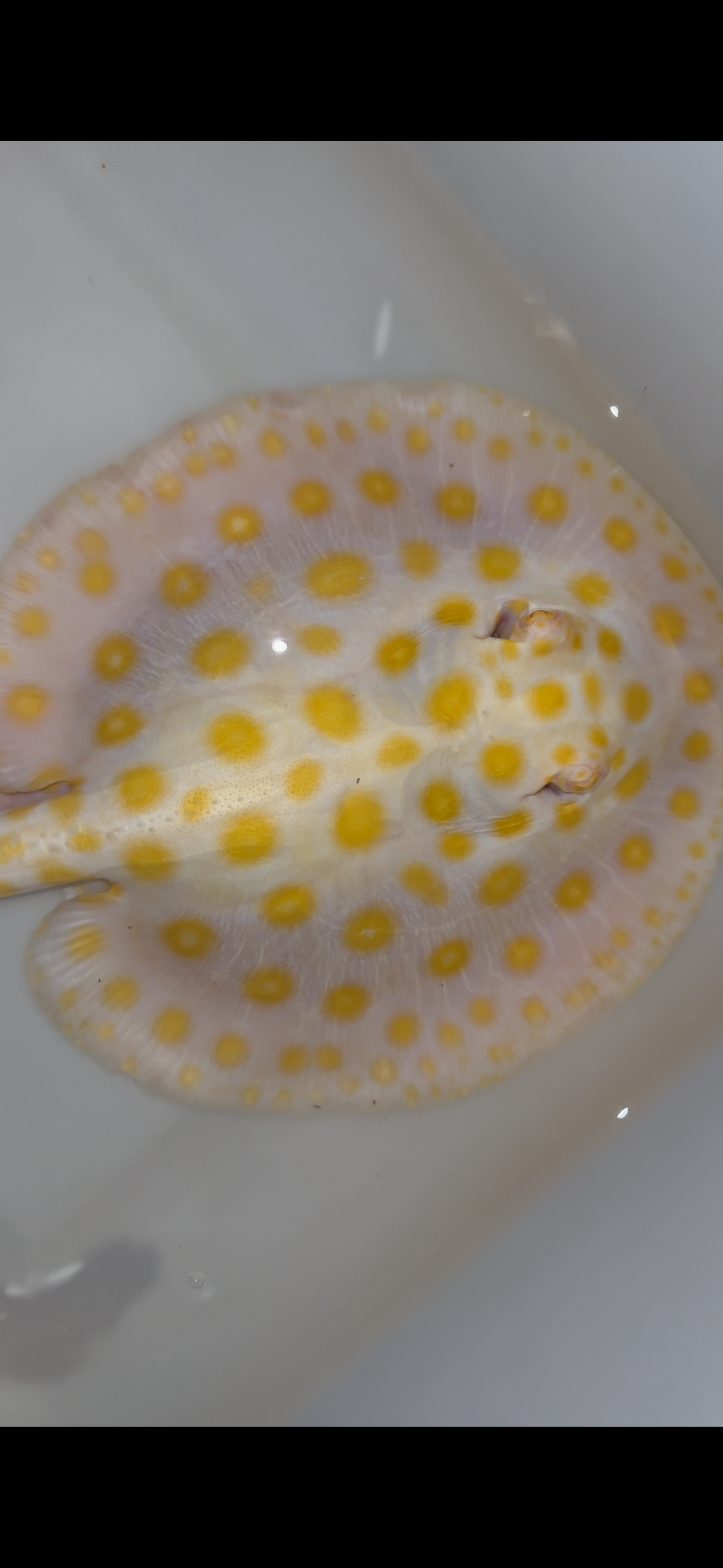 Freshwater stingray black diamond hybrid male 7inch