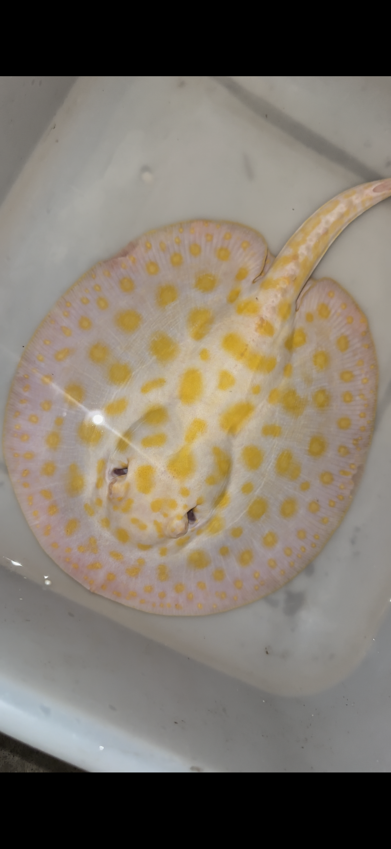 Freshwater stingray black diamond hybrid male 8inch
