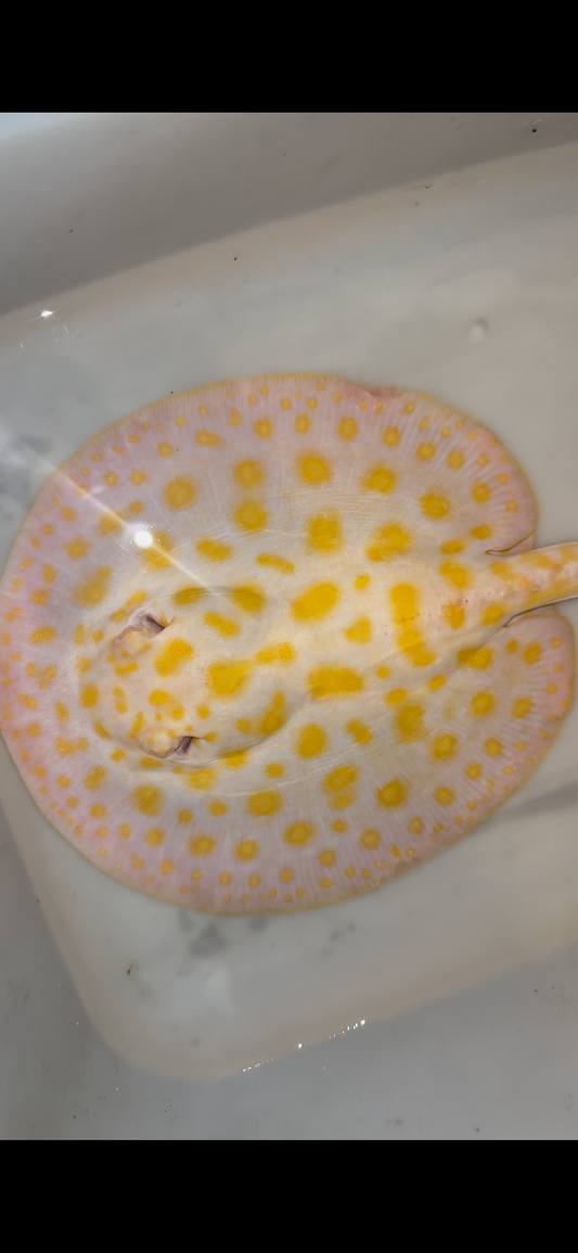 Freshwater stingray black diamond hybrid male 8inch