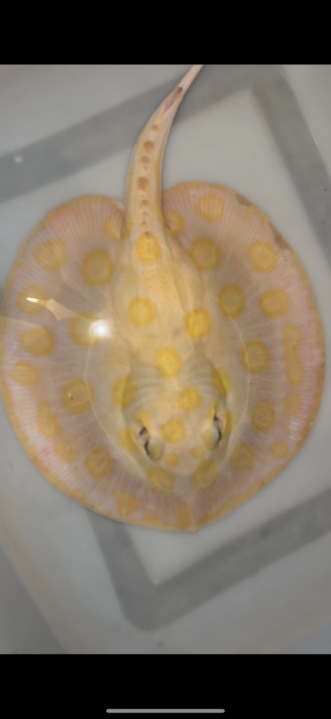 Freshwater stingray black diamond hybrid male 7inch