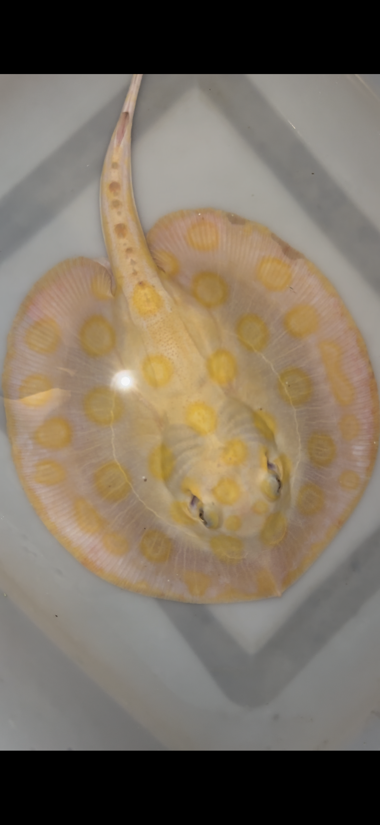 Freshwater stingray black diamond hybrid male 7inch