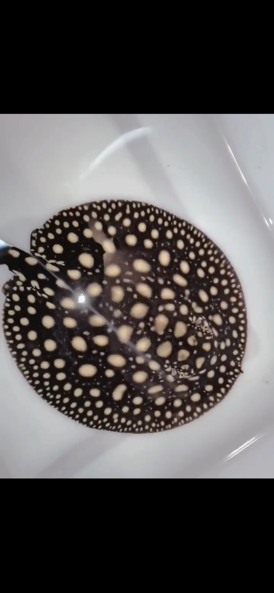 Freshwater stingray p14 male 7inch