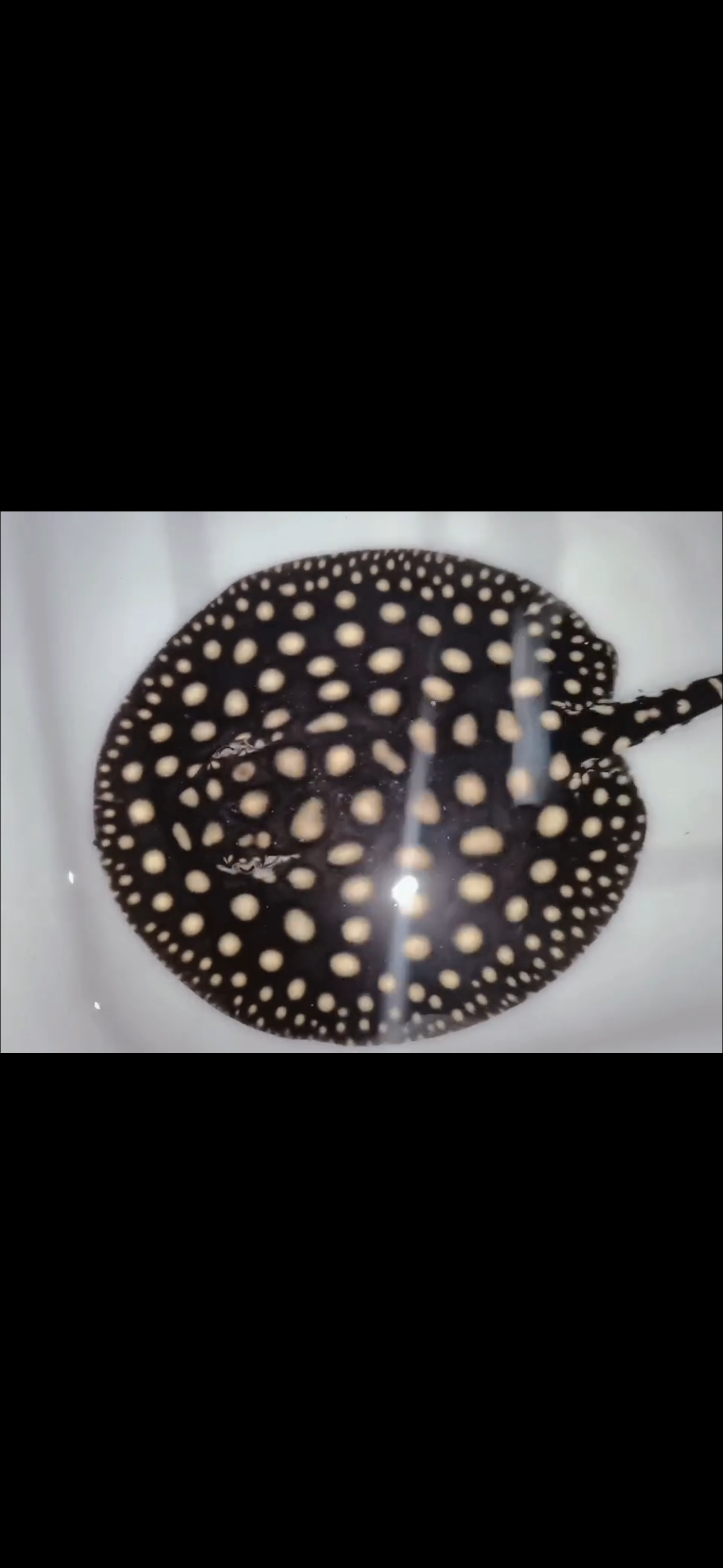 Freshwater stingray p14 male 6inch