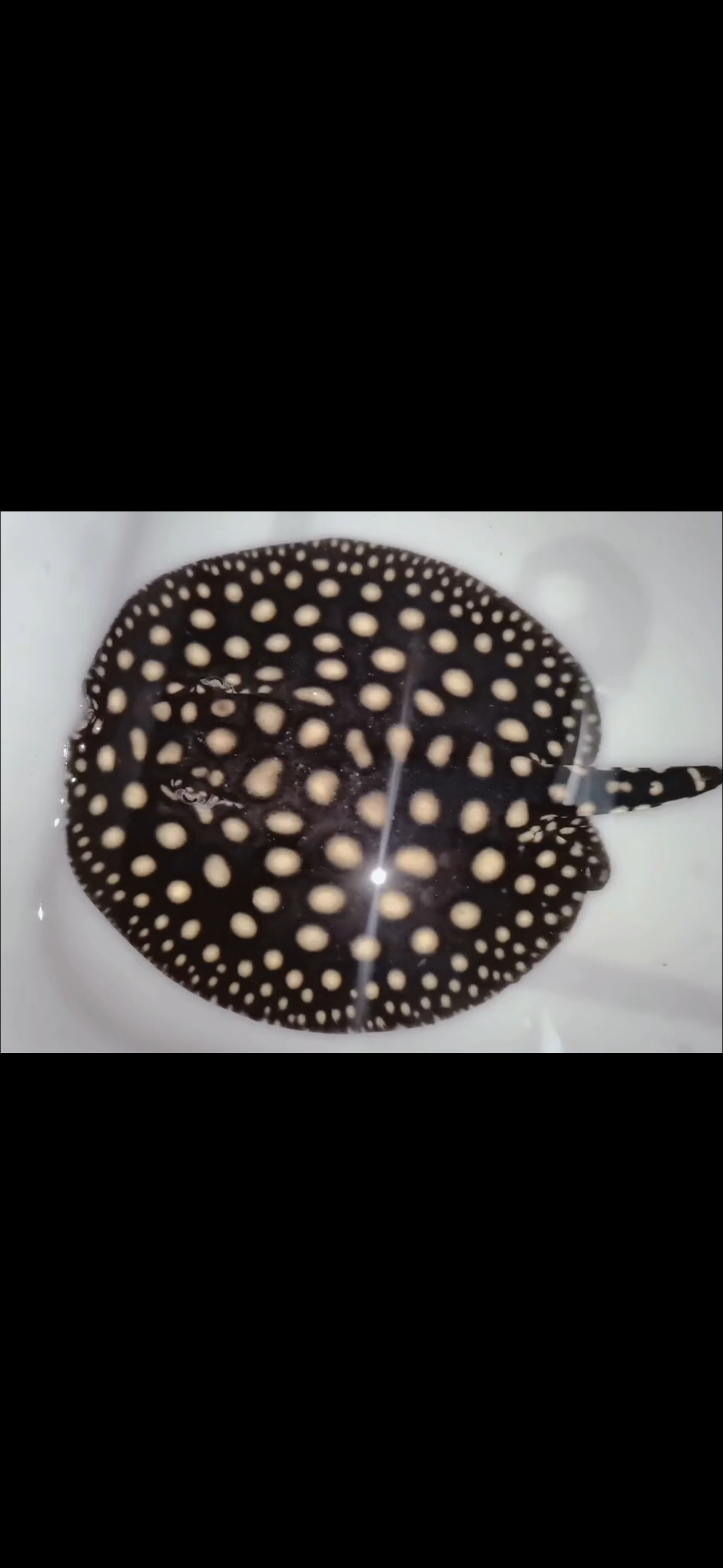 Freshwater stingray p14 male 6inch