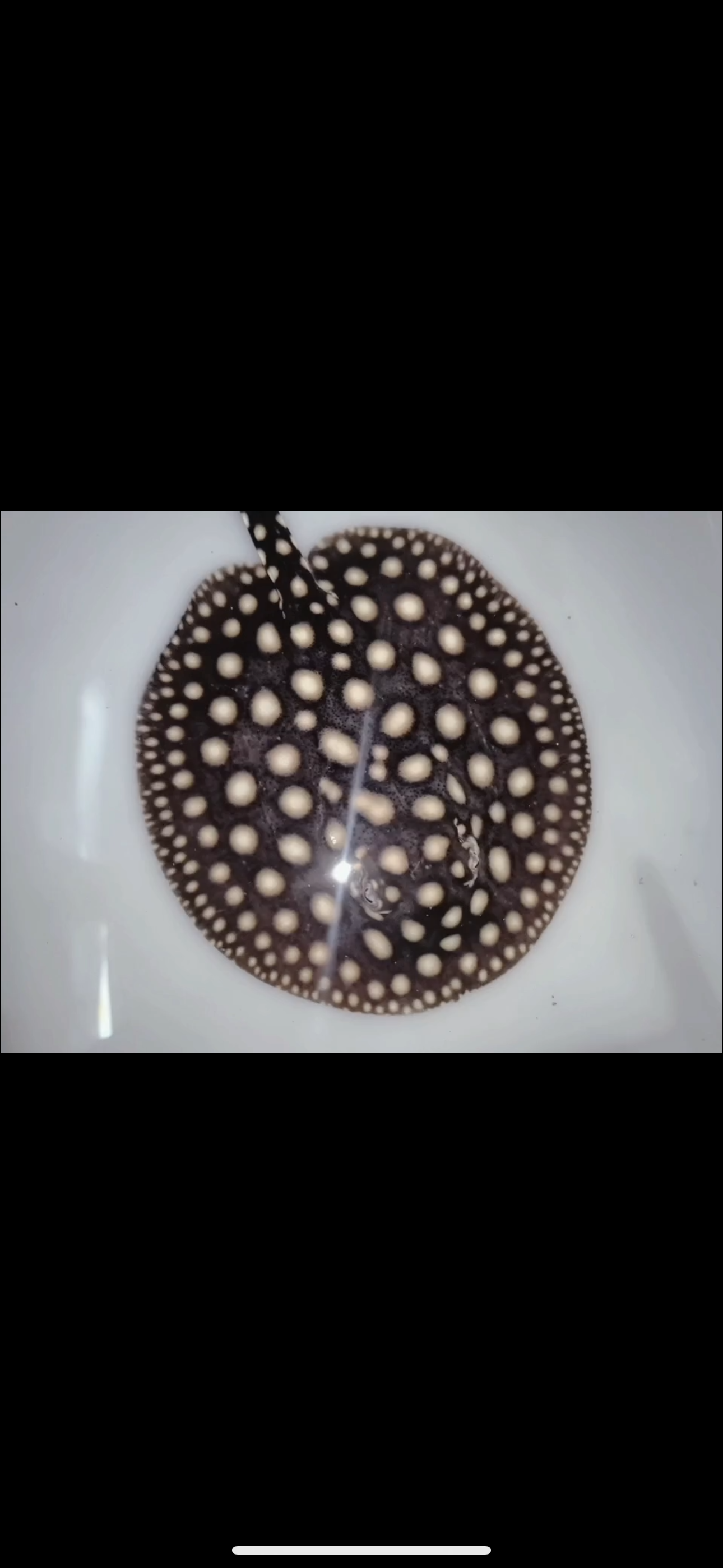 Freshwater stingray p14 male 6inch