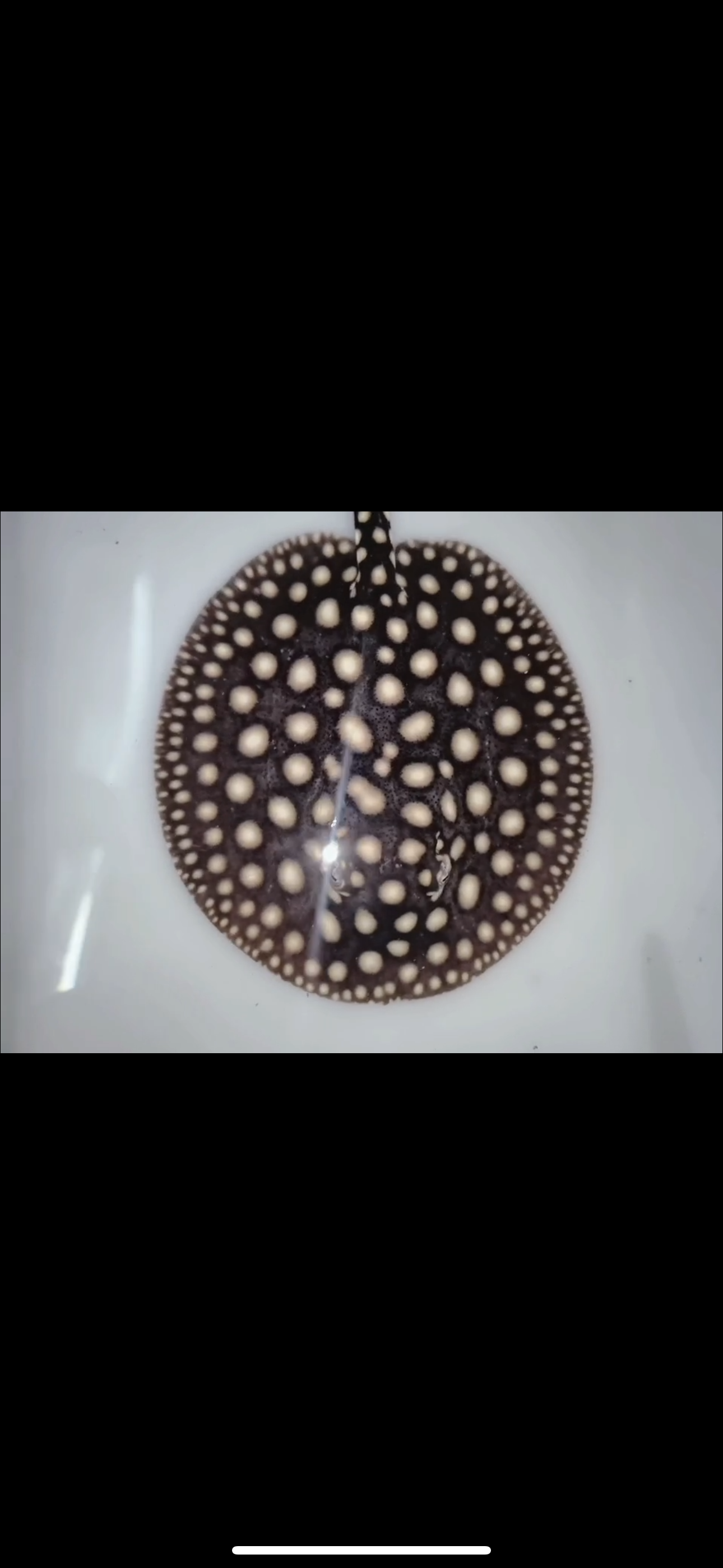 Freshwater stingray p14 male 6inch