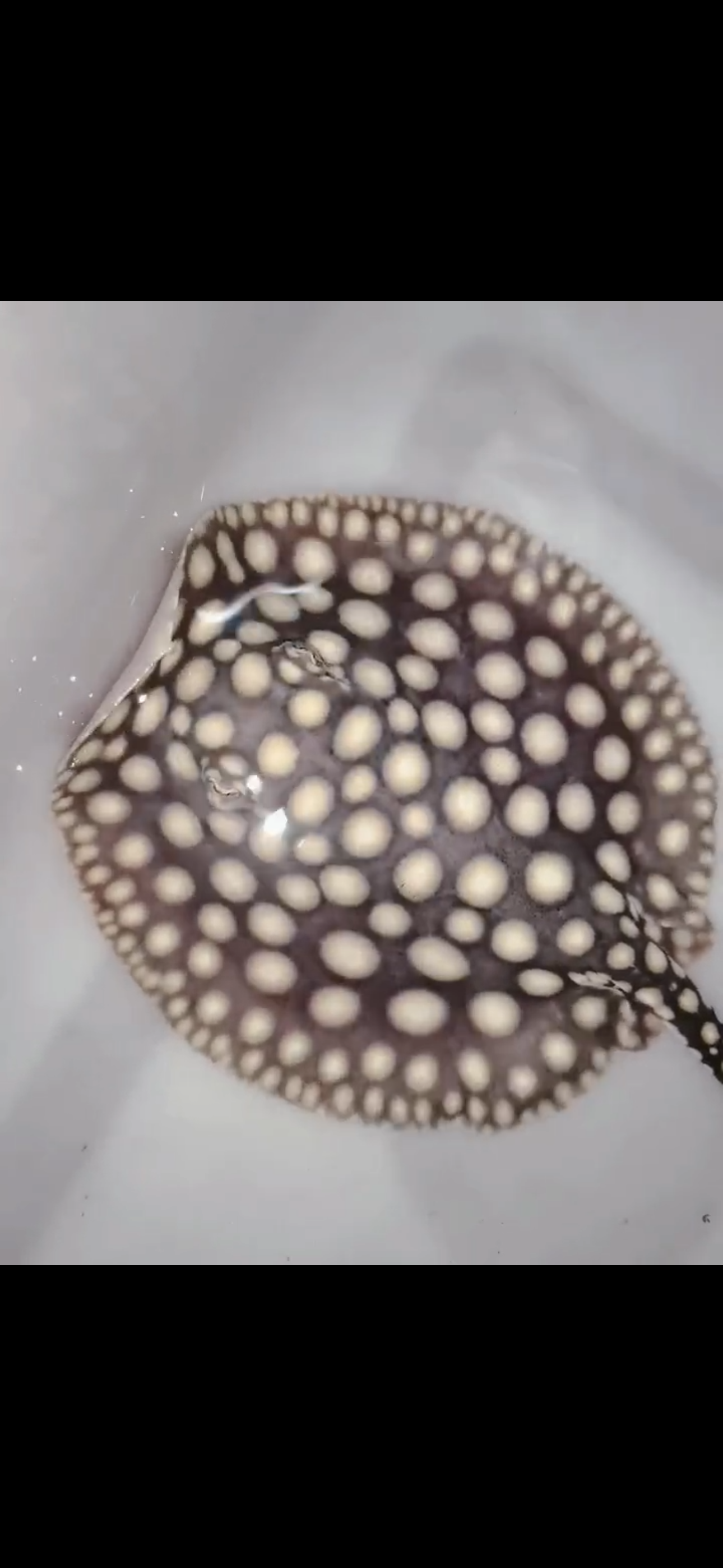 Freshwater stingray p14 male 6inch