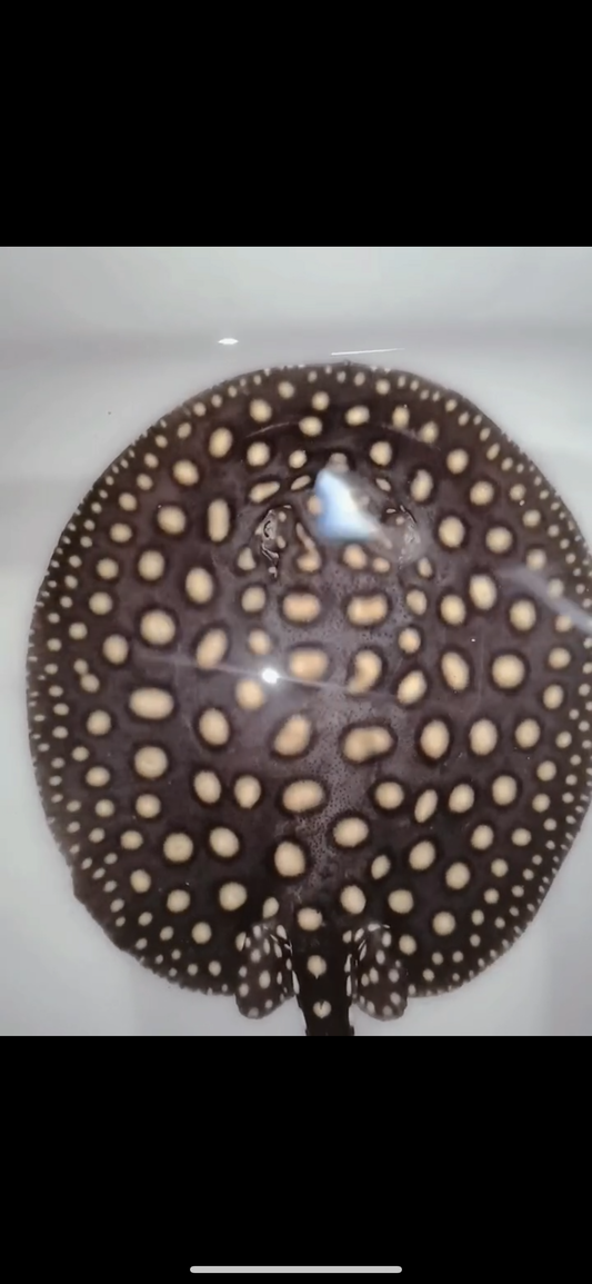 Freshwater stingray p14 male 7inch