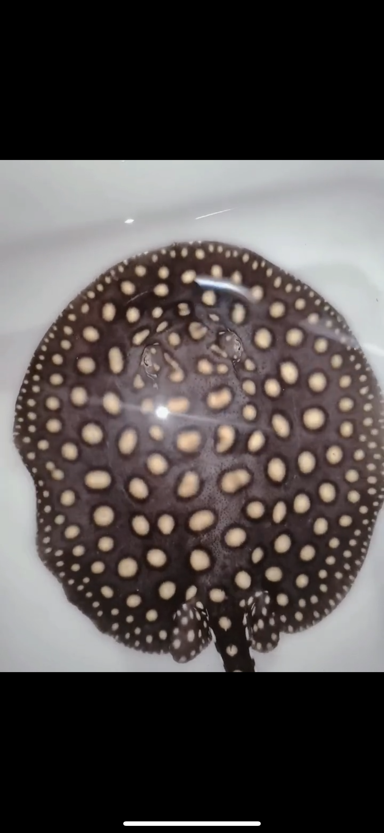Freshwater stingray p14 male 7inch
