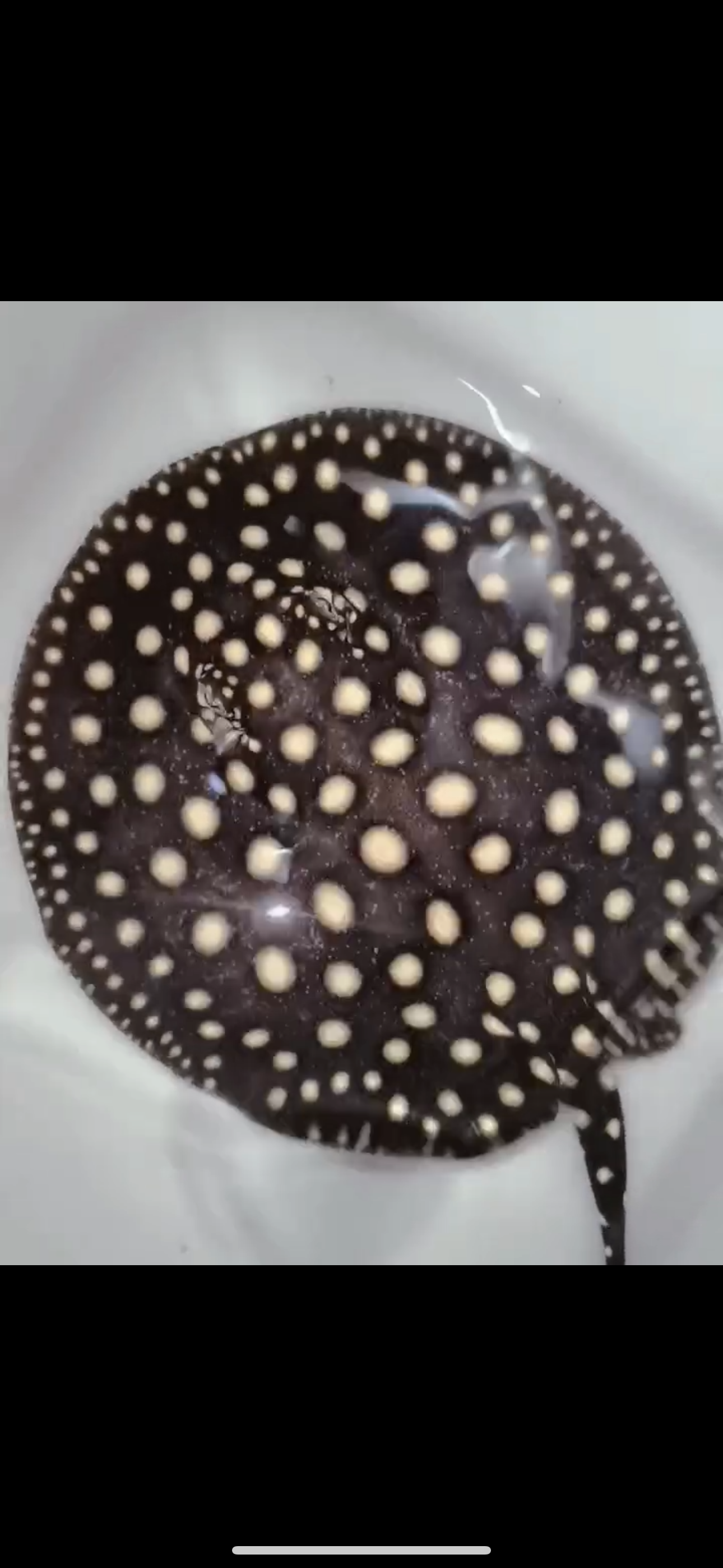 Freshwater stingray p14 male 7inch