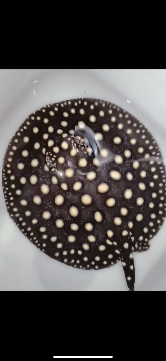 Freshwater stingray p14 male 7inch