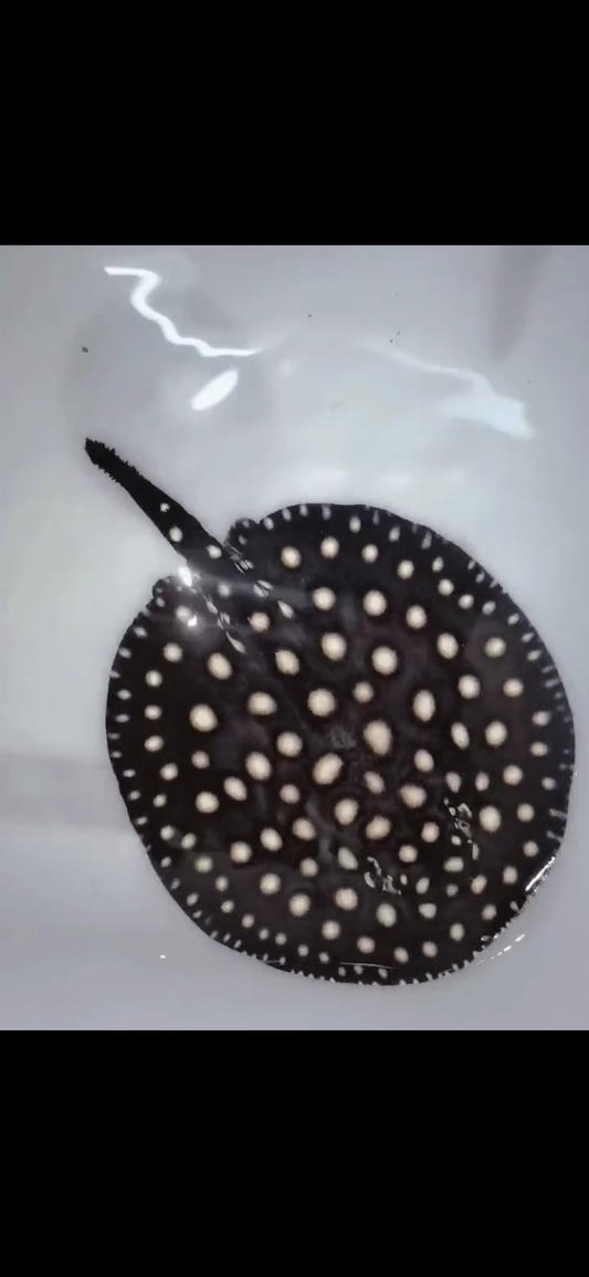 Freshwater stingray p14 male 6inch