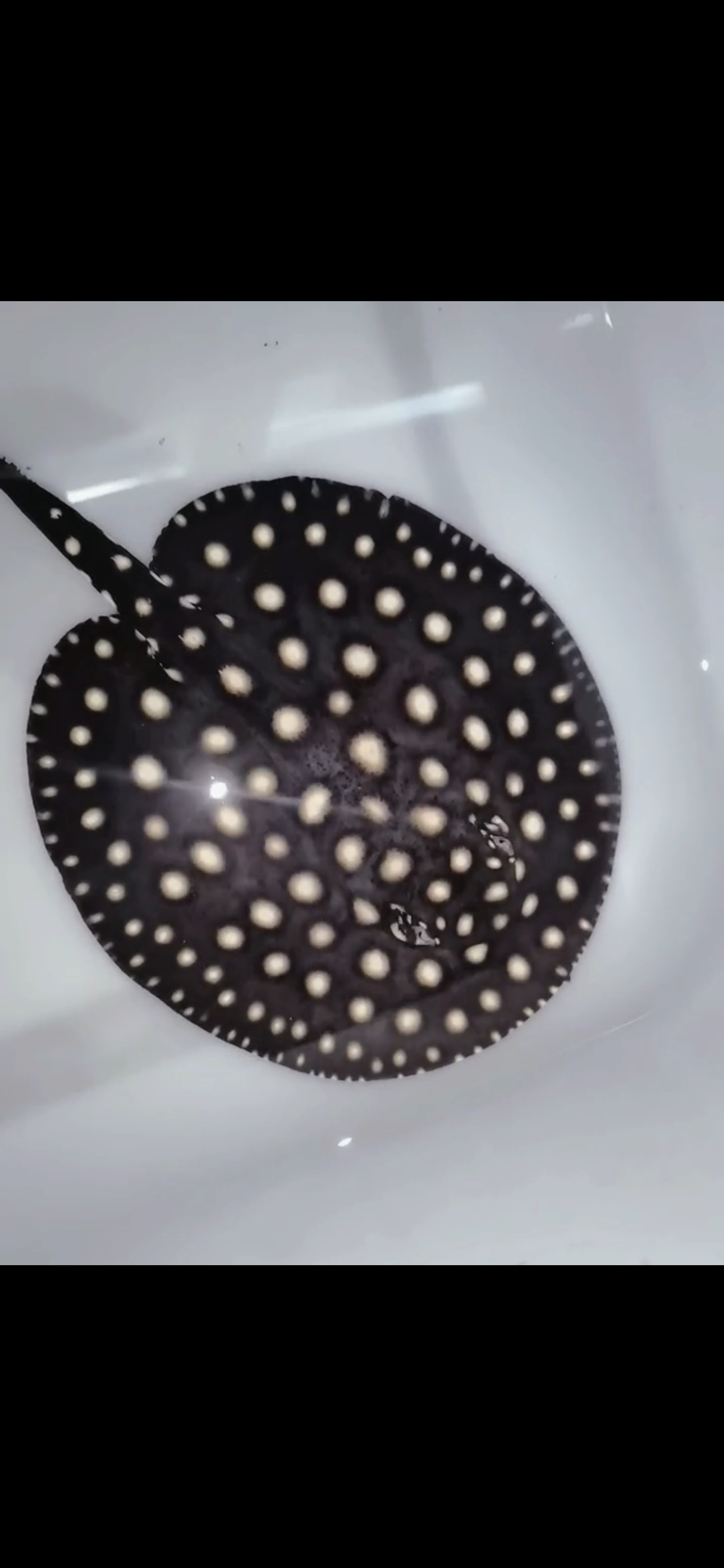 Freshwater stingray p14 male 6inch