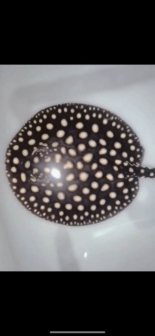 Freshwater stingray p14 female 5inch