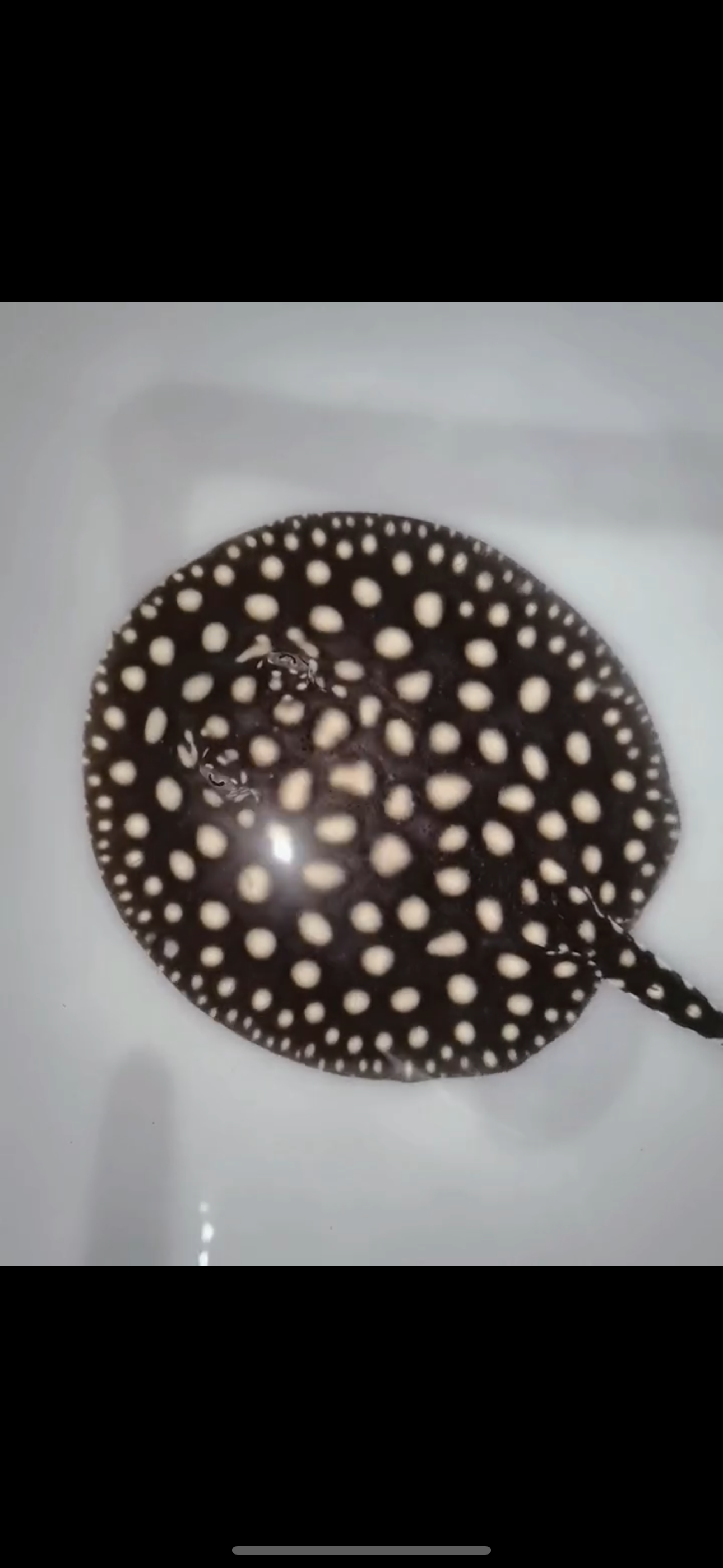 Freshwater stingray p14 female 5inch