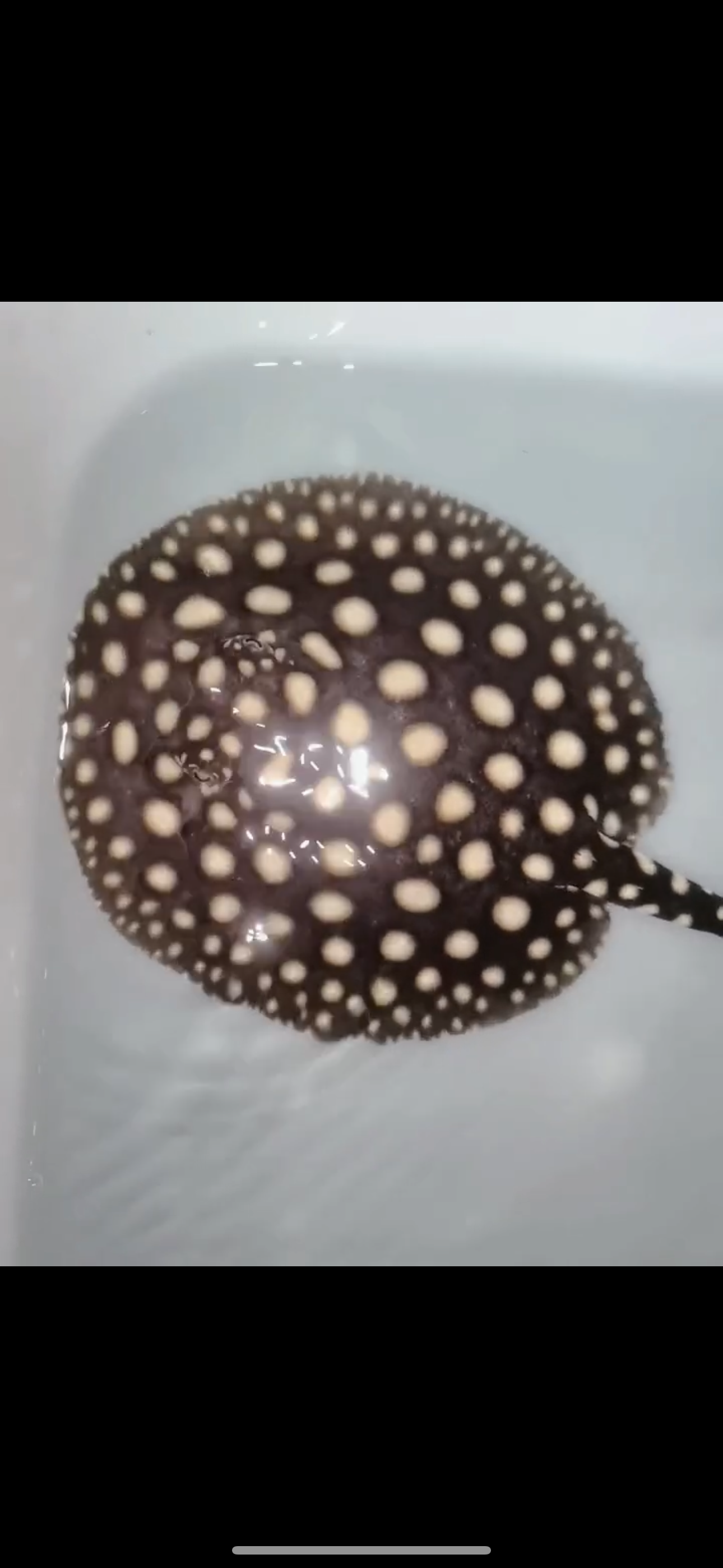Freshwater stingray p14 female 5inch