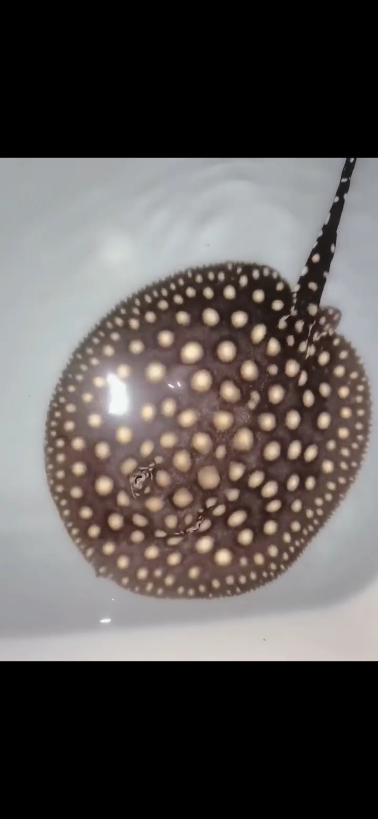 Freshwater stingray p14 female 5inch