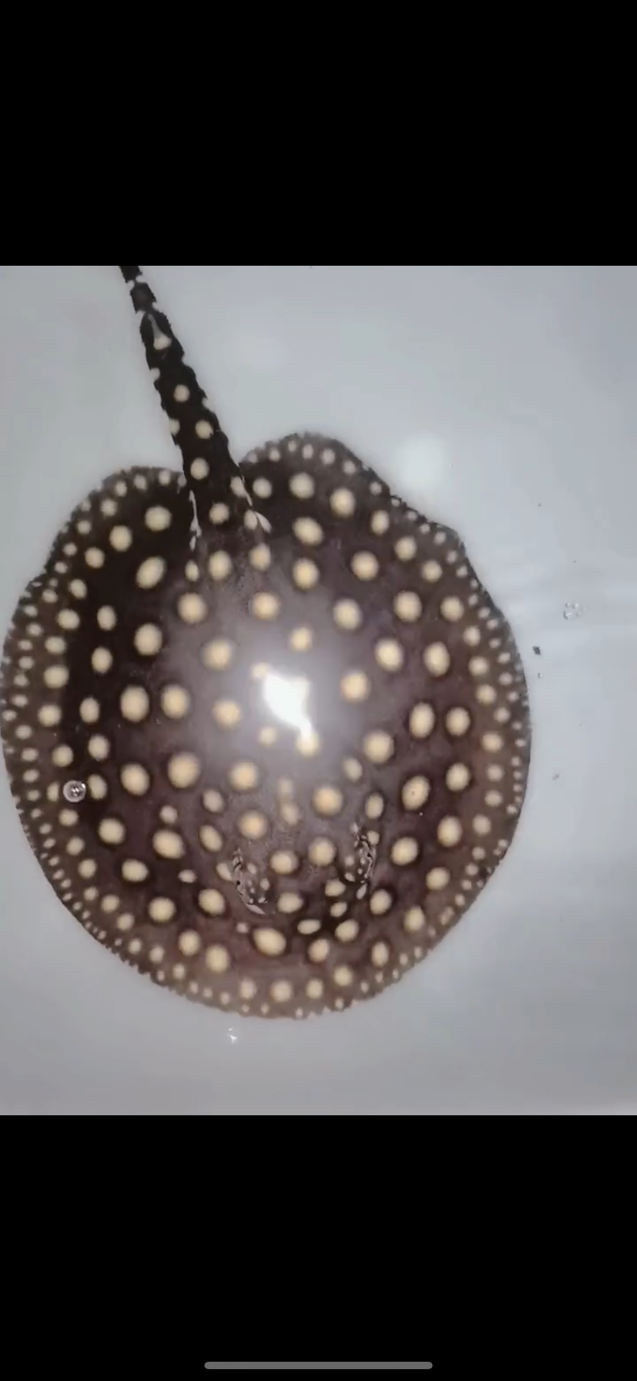Freshwater stingray p14 female 7inch