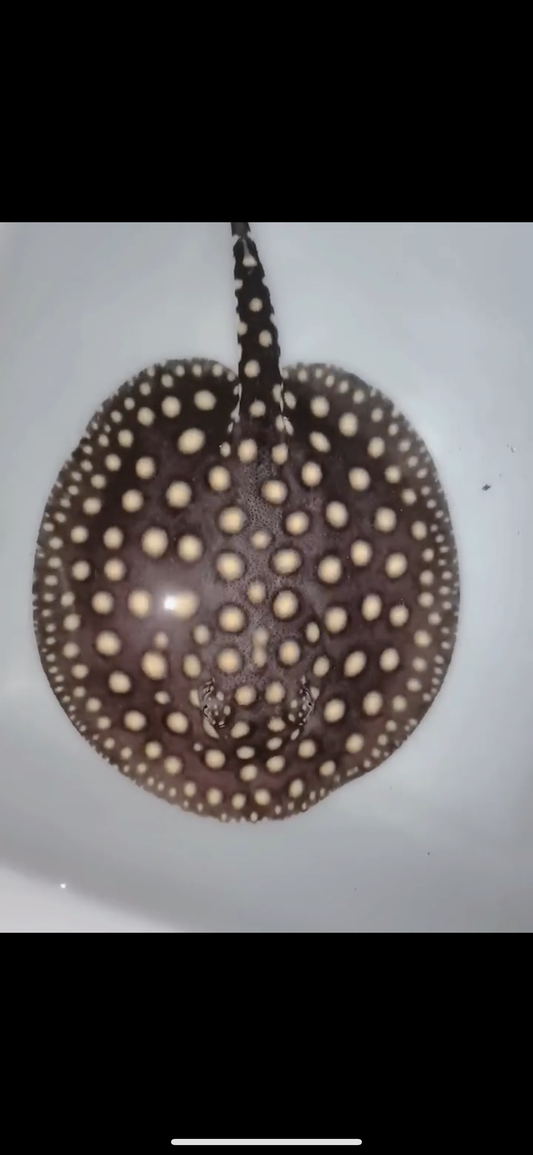 Freshwater stingray p14 female 7inch
