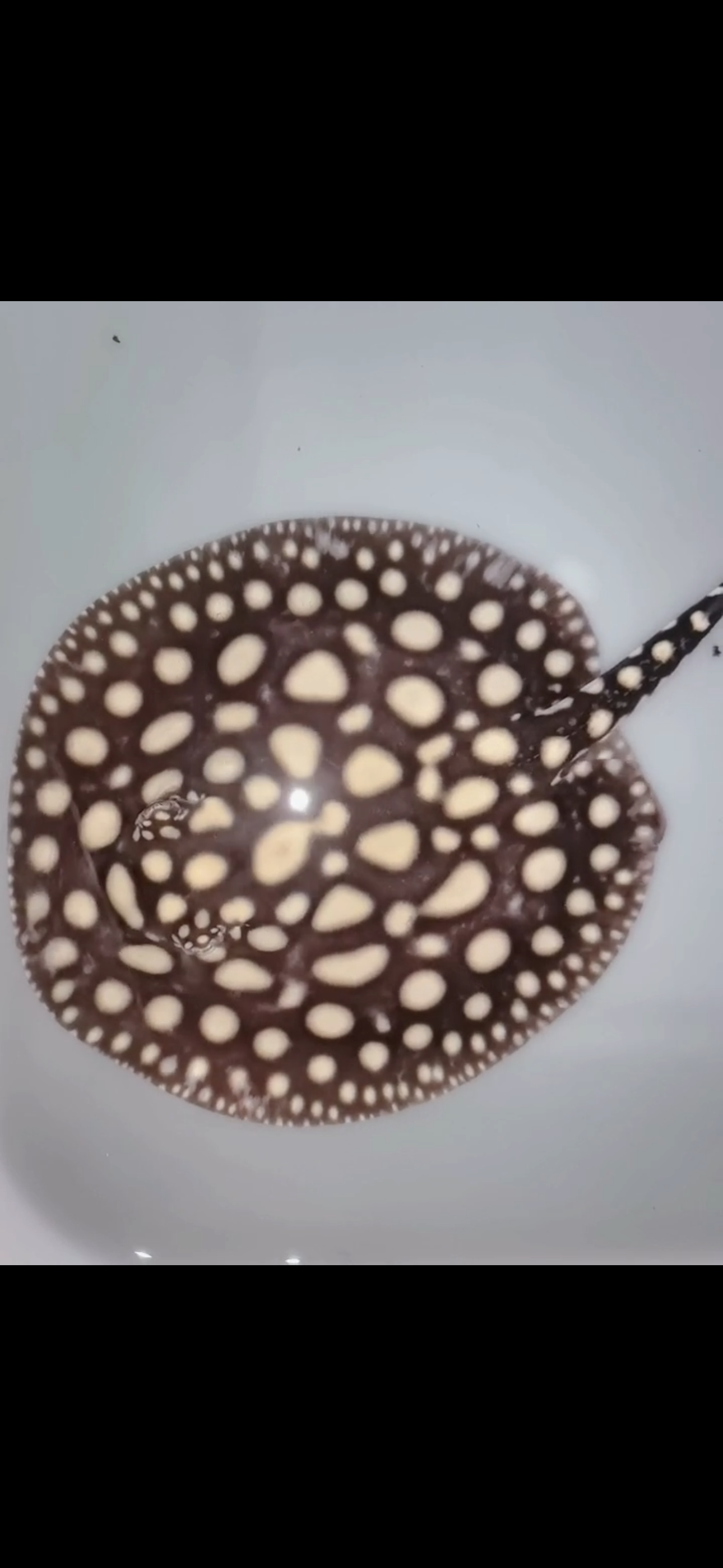 Freshwater stingray black diamond male female
