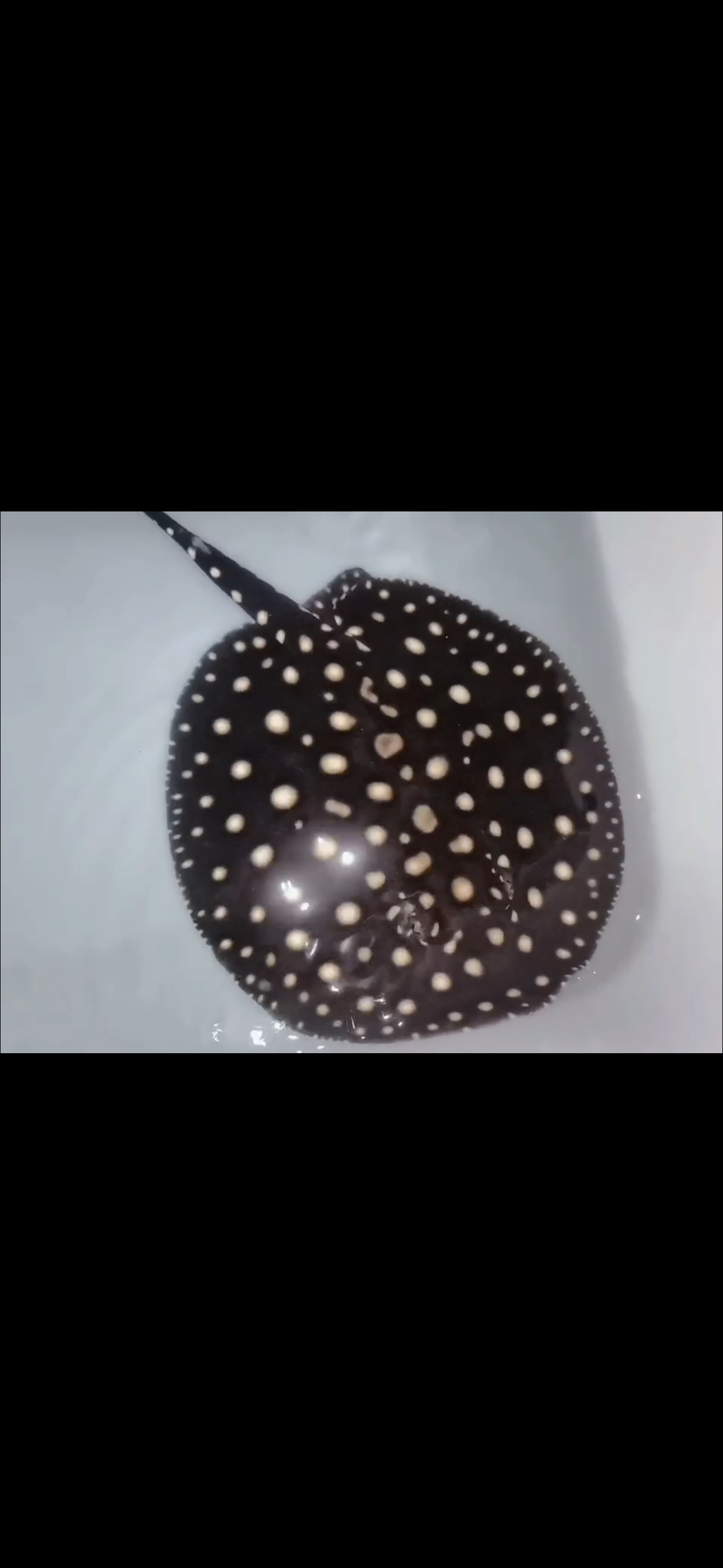 Freshwater stingray p14 female 7inch