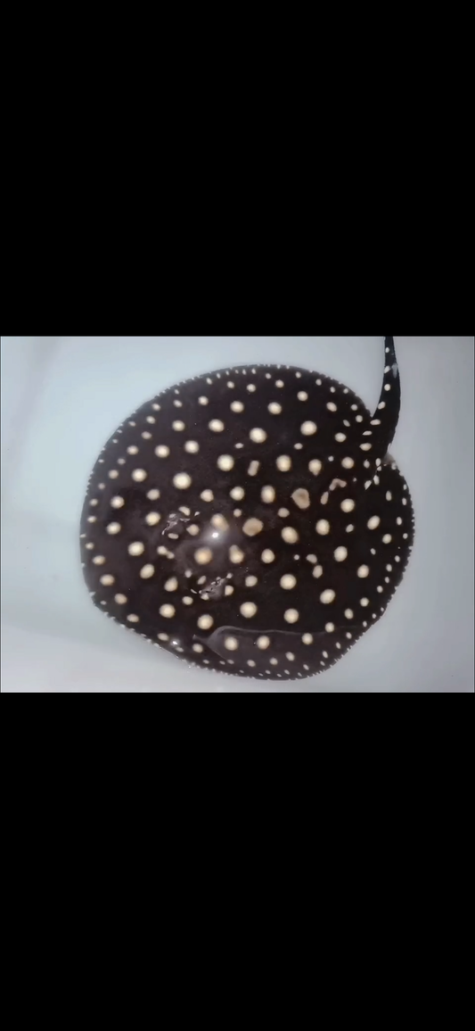 Freshwater stingray p14 female 7inch
