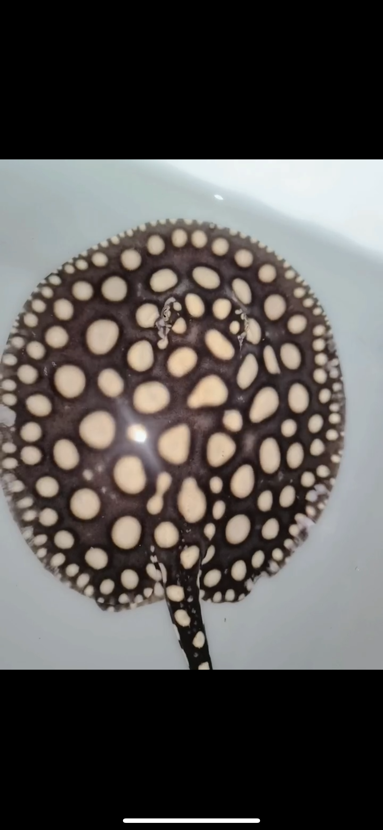 Freshwater stingray black diamond female 7inch
