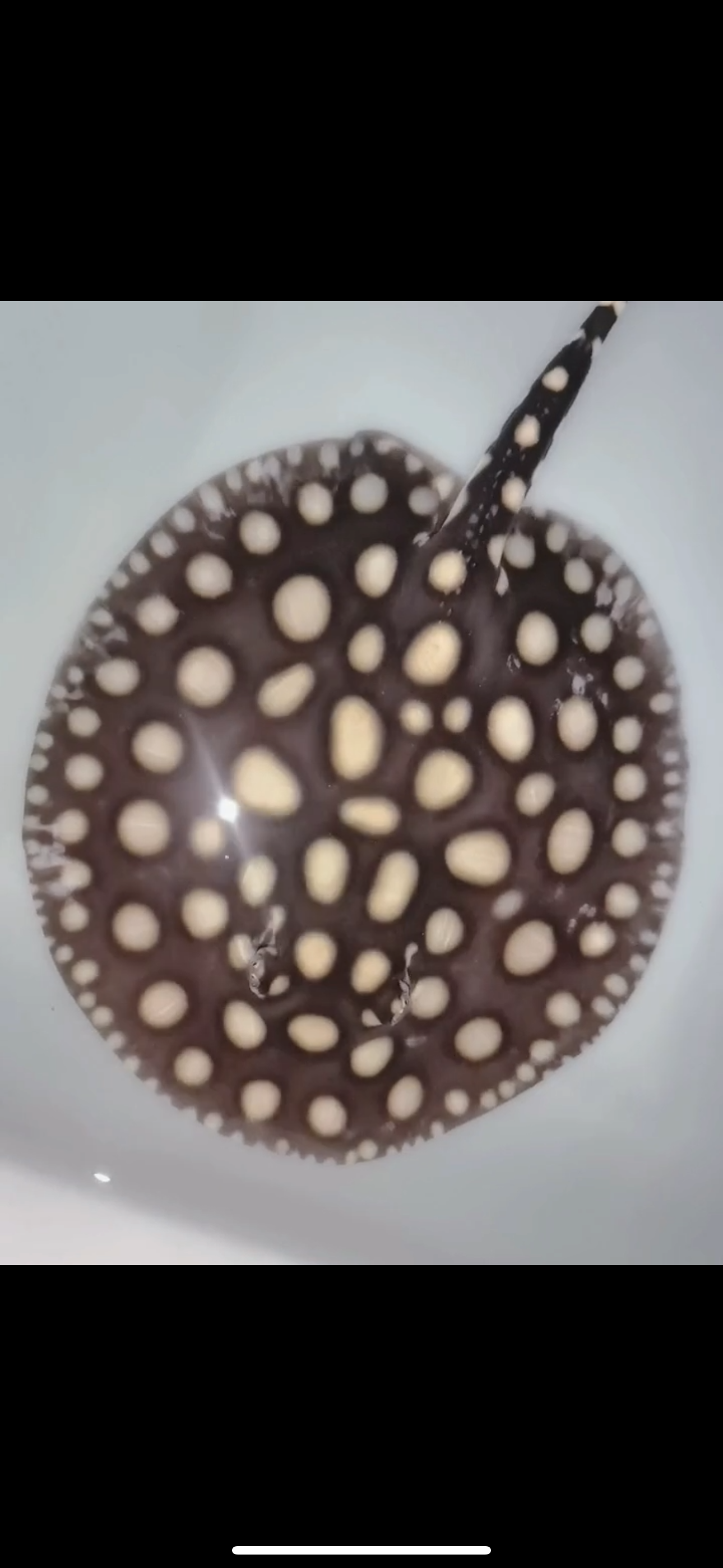 Freshwater stingray black diamond female 7inch