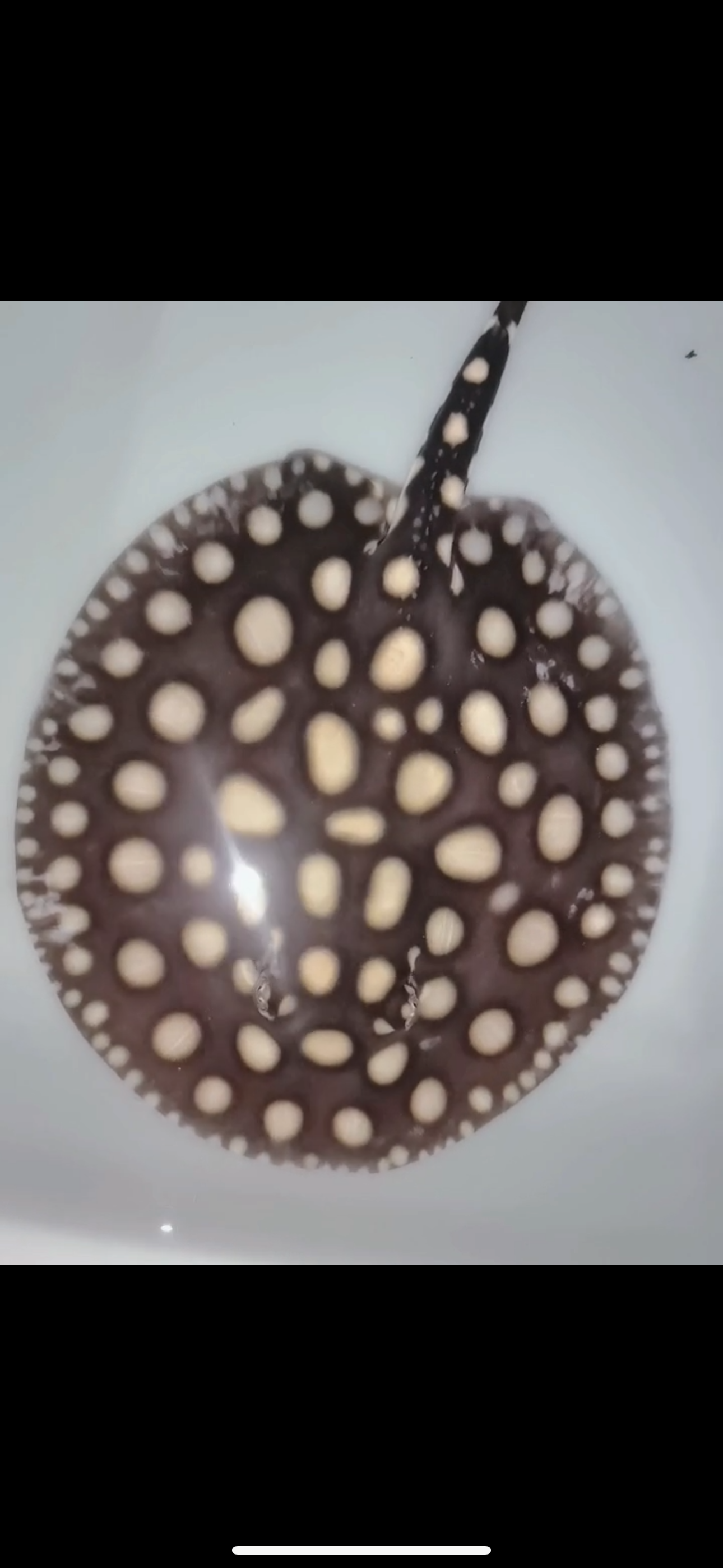 Freshwater stingray black diamond female 7inch