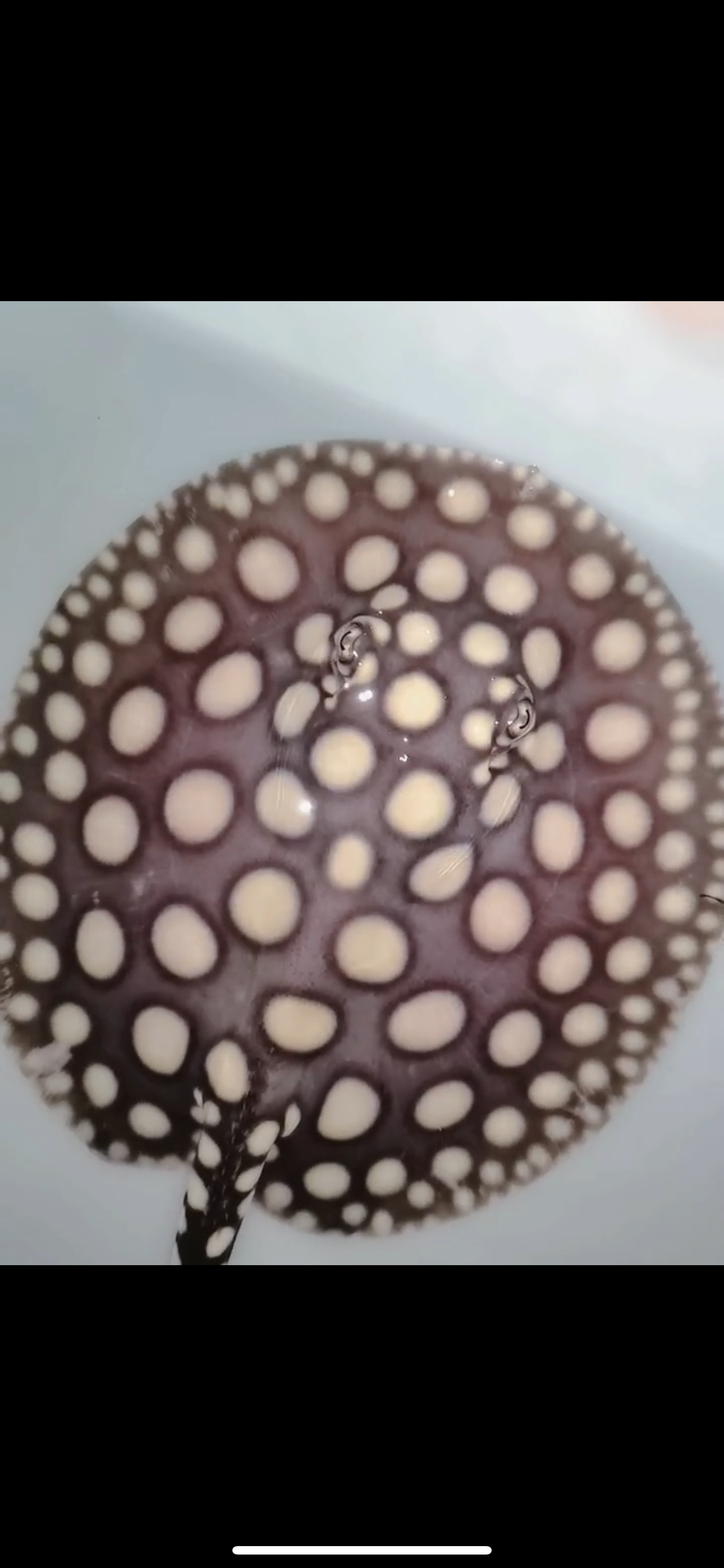 Freshwater stingray black diamond male 7inch