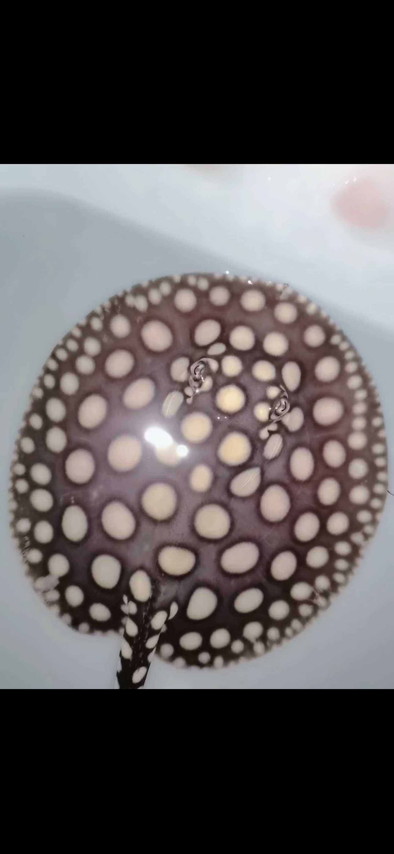 Freshwater stingray black diamond male 7inch