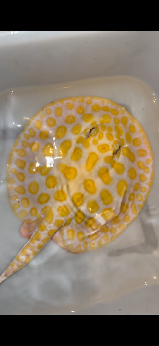 Freshwater stingray black diamond hybrid male 8inch