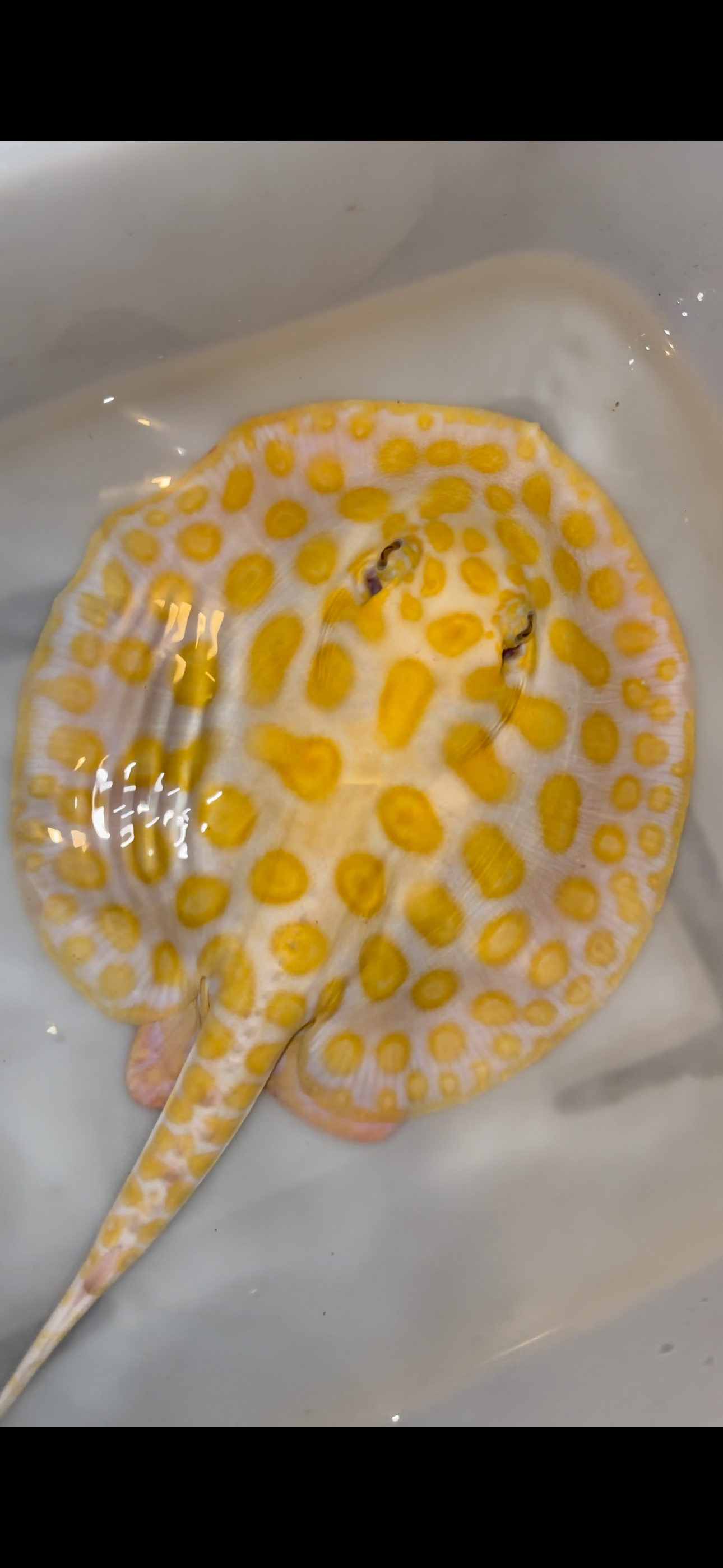 Freshwater stingray black diamond hybrid male 8inch
