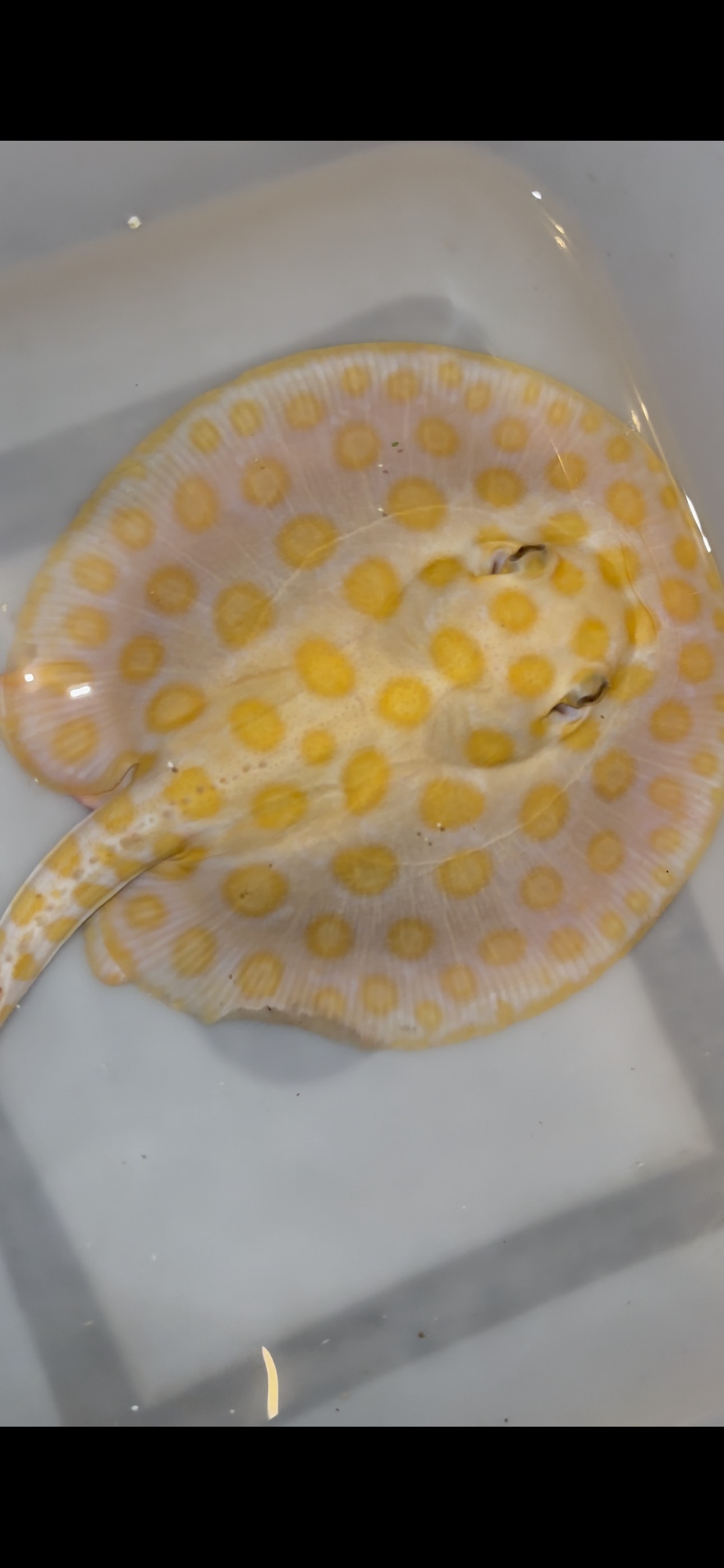 Freshwater stingray black diamond hybrid male 7inch