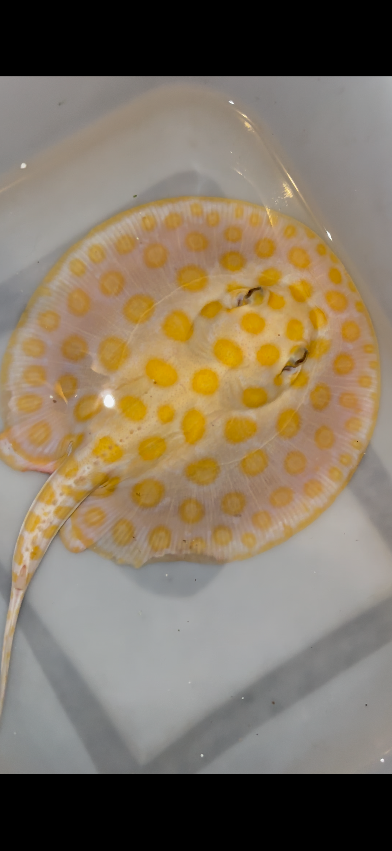Freshwater stingray black diamond hybrid male 7inch