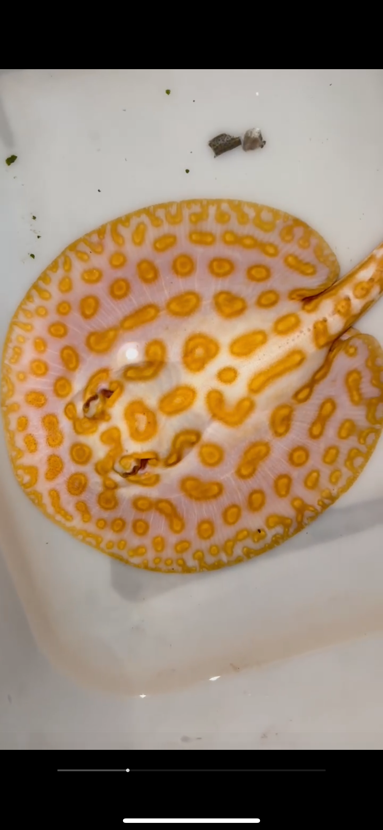 Freshwater stingray redbase leucistic key albino male 7inch