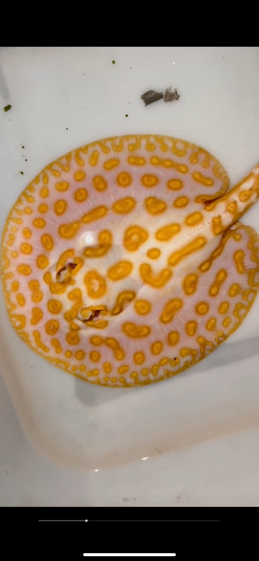 Freshwater stingray redbase leucistic key albino male 7inch