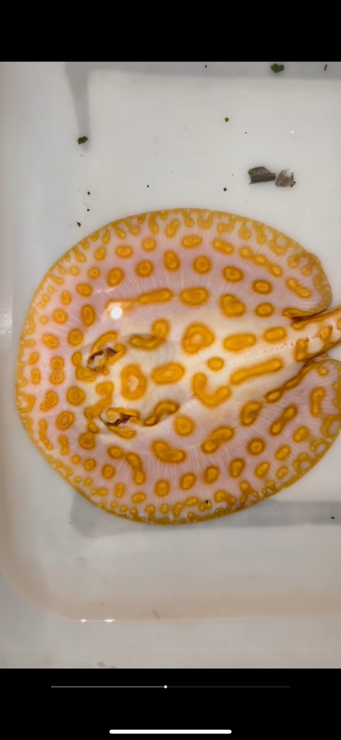 Freshwater stingray redbase leucistic key albino male 7inch
