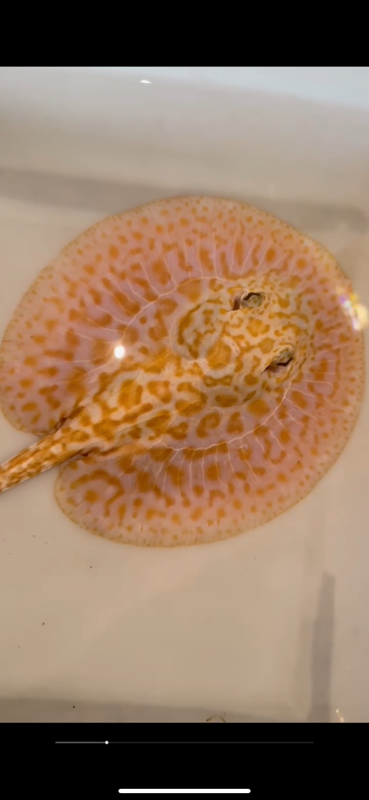Freshwater stingray redbase Lucy albino male 6inch