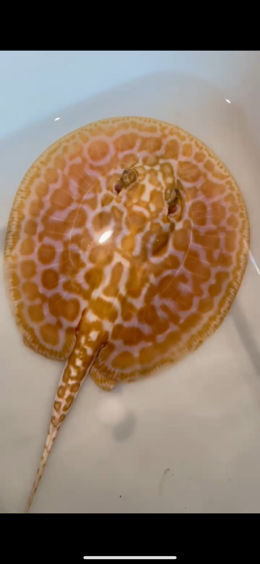 Freshwater stingray redbase Lucy albino male 6inch