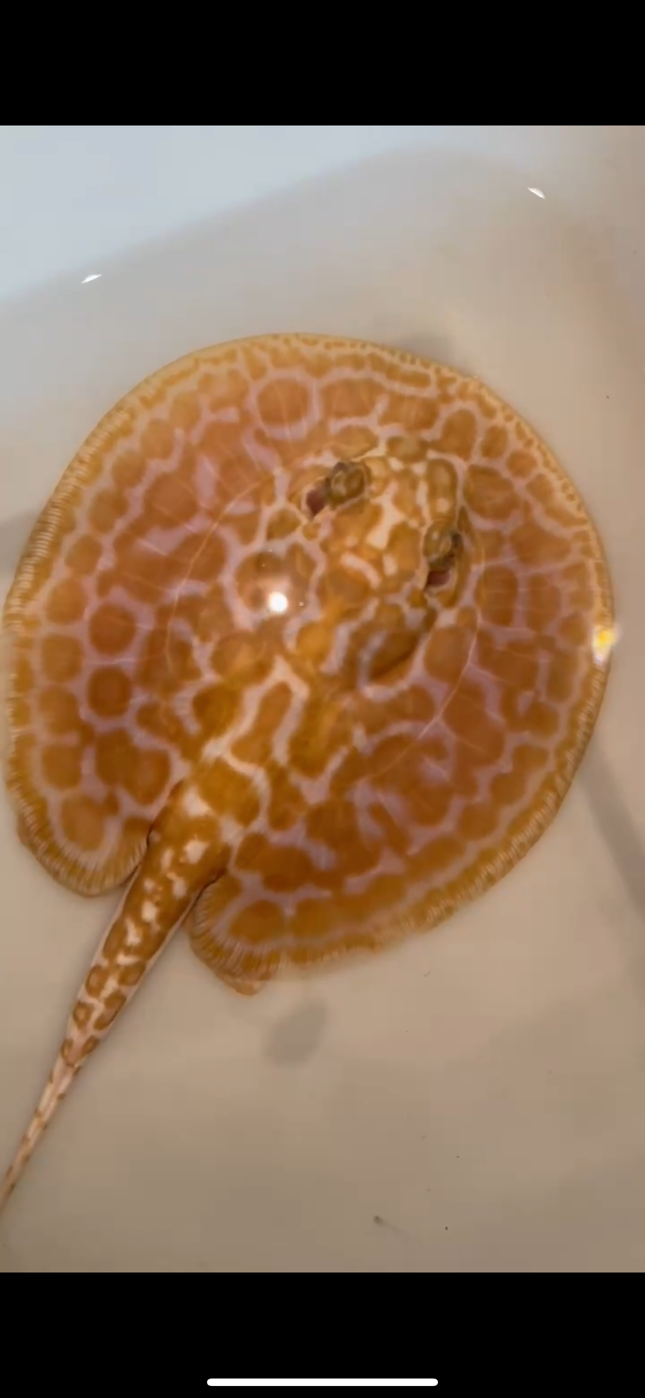 Freshwater stingray redbase Lucy albino male 6inch