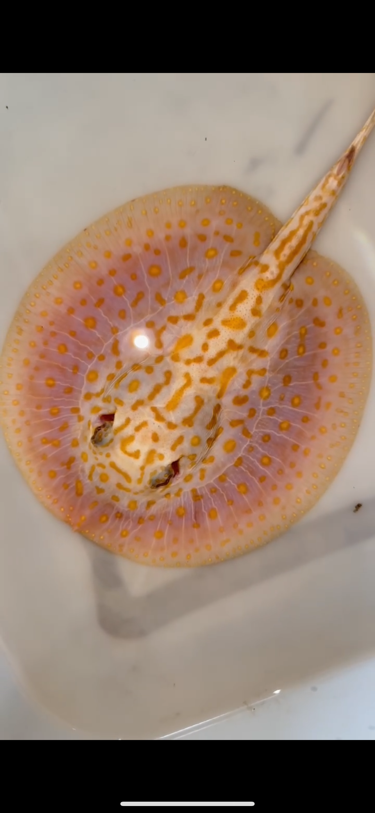 Freshwater stingray redbase Lucy albino female 6inch