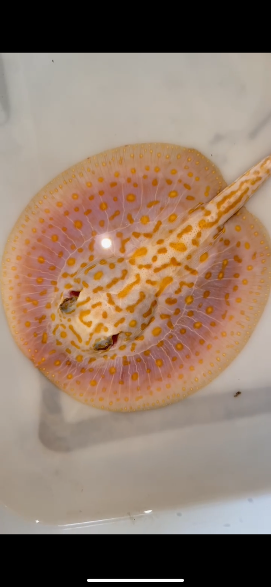 Freshwater stingray redbase Lucy albino female 6inch