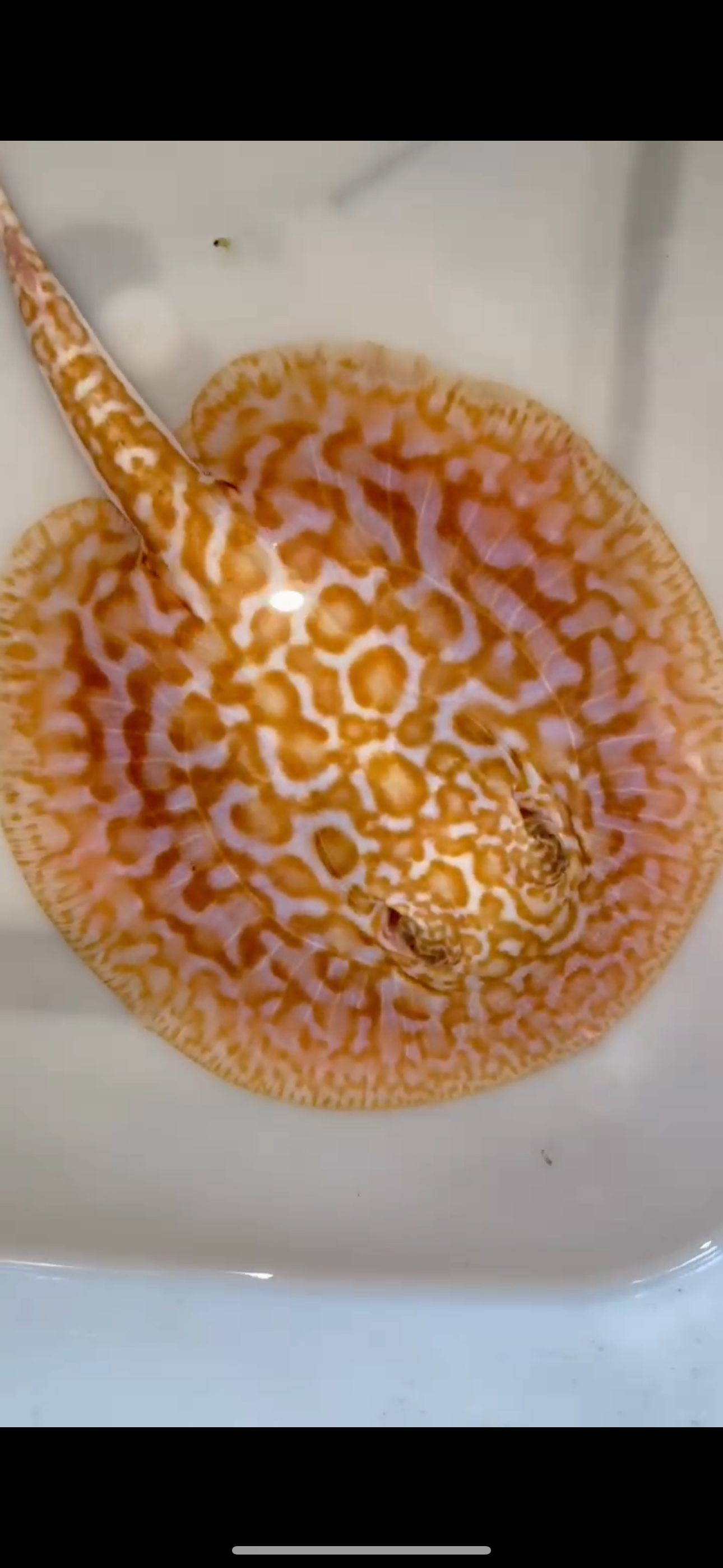 Freshwater stingray redbase Lucy albino female 6inch