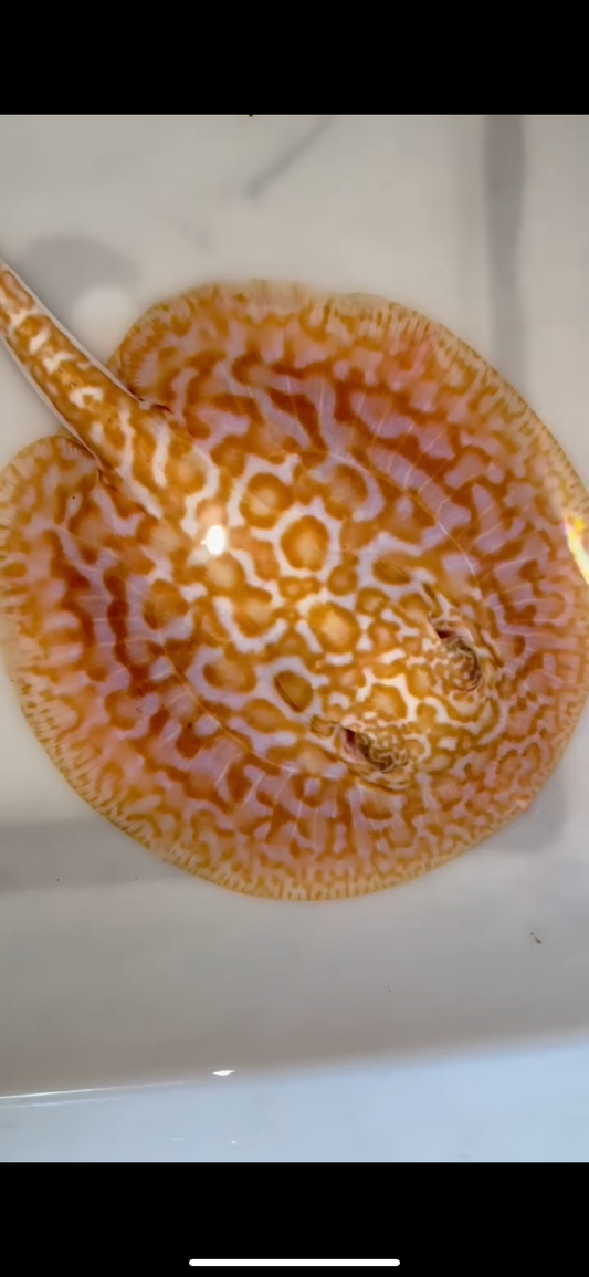 Freshwater stingray redbase Lucy albino female 6inch