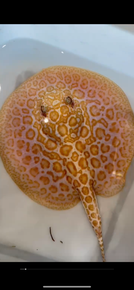 Freshwater stingray redbase Lucy albino male 8inch