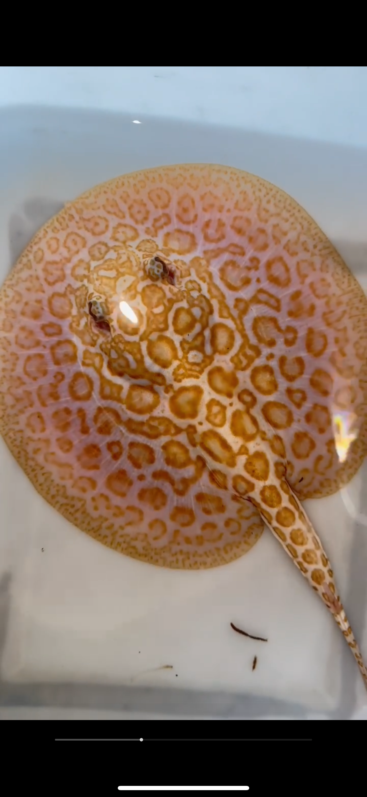 Freshwater stingray redbase Lucy albino male 8inch