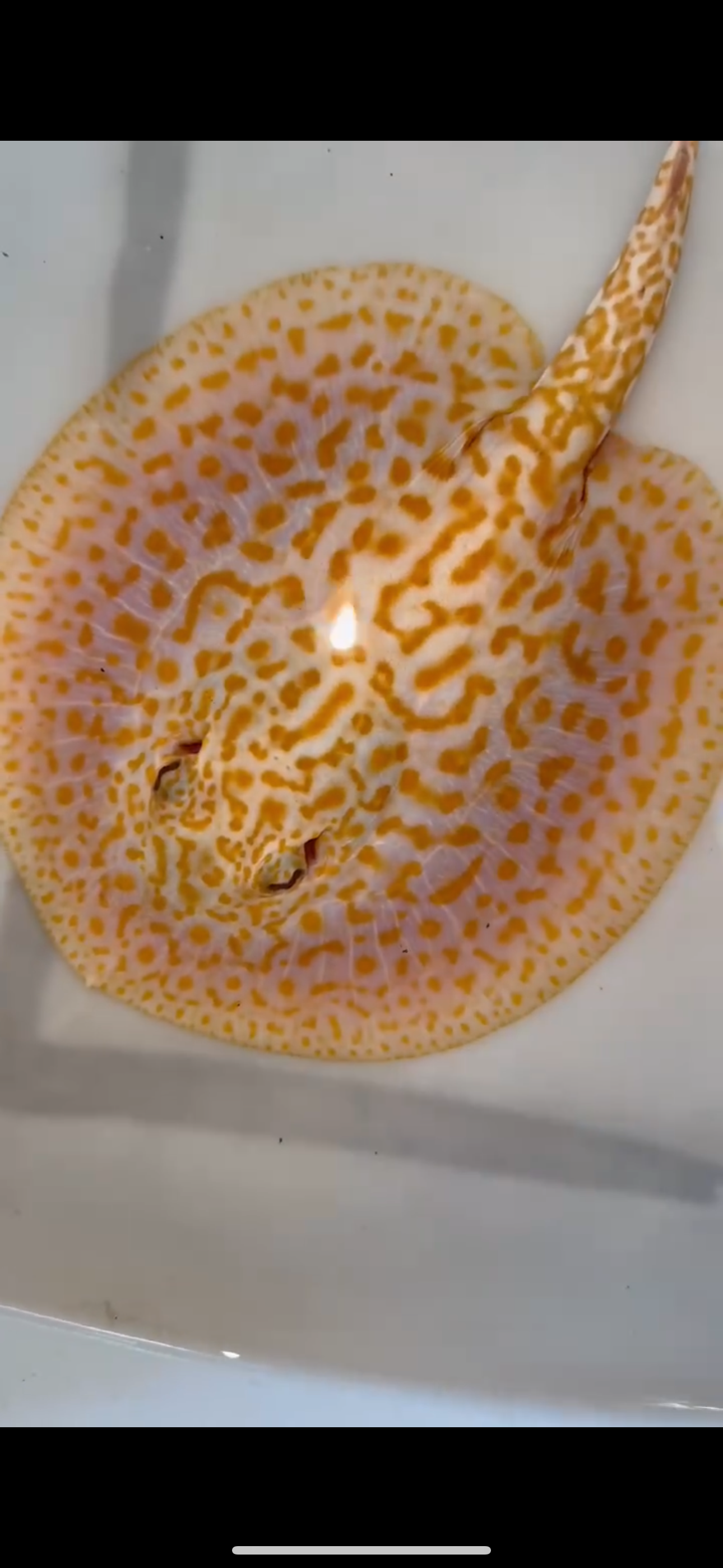 Freshwater stingray redbase Lucy albino male 7inch