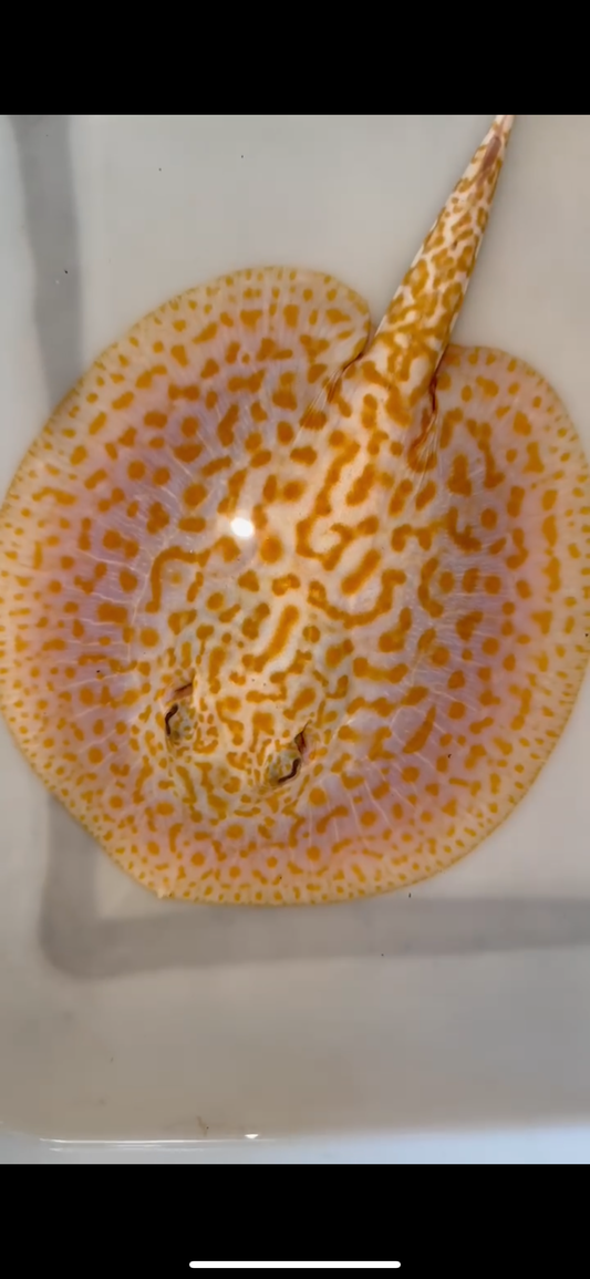 Freshwater stingray redbase Lucy albino male 7inch